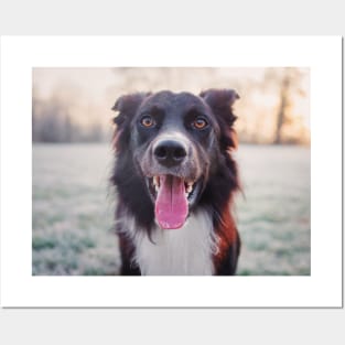Overjoyed border collie Posters and Art
